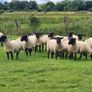 Hoggets Image 2