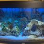 Aquarium Juwel vision 180 curved full set Image 7