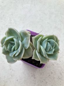 Succulents