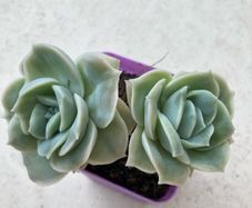 Succulents