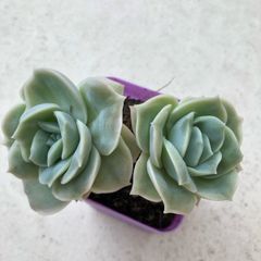 Succulents