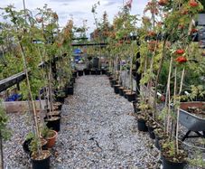 Rowan or Mountain Ash (Potted Trees).
