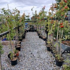 Rowan or Mountain Ash (Potted Trees).