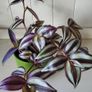 Trailing House Plants. Image 9