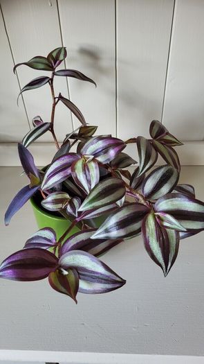 Trailing House Plants.