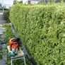 garden services Image 6