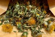 Dandelion Forage Snack Pack (100g)