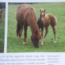 kerry bog pony Image 4