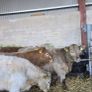 Weanlings Image 7