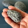 Natural coral fossil stones Image 4