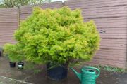 cryptomeria japonica elegans