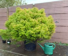 cryptomeria japonica elegans