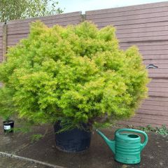 cryptomeria japonica elegans