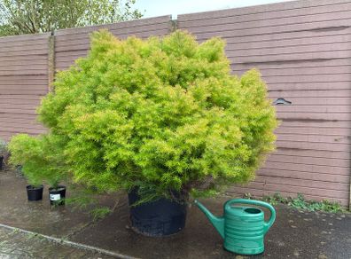 cryptomeria japonica elegans