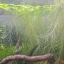 Floating plants selection - Amazon sponge plant, Salvinia and Water lettuce (pistia) - large portions Image 2