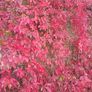 3 Virginia Creeper Plants Image 2
