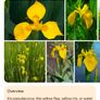 pond plants Image 2