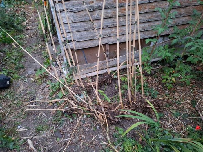 Bamboo
