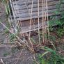 Bamboo Image 2