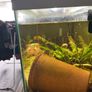 fish Image 6