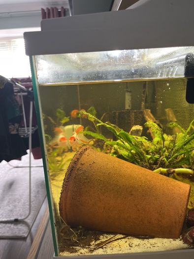 fish