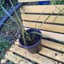 Cordyline plants Image 5