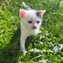 kitten Image 2
