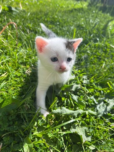 kitten