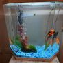 CIANO Aqua 30 Aquarium + Cartridges + Goldfish Image 6