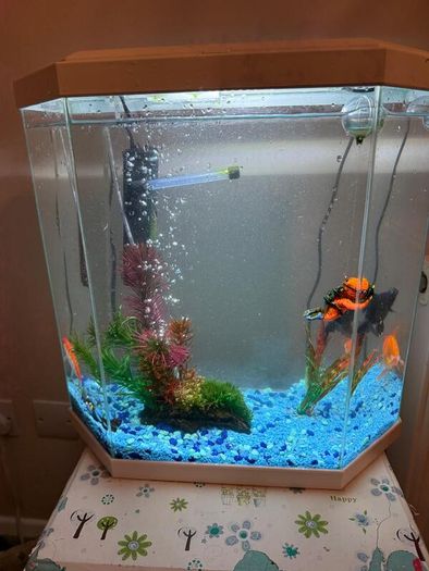 CIANO Aqua 30 Aquarium + Cartridges + Goldfish