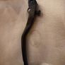 KTM 1290 SuperDuke Clutch Lever Image 2