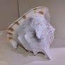 Sea Shell Image 3