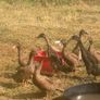 Indian runner ducks Image 2