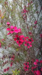 Leptospermum