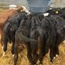 Calfs Image 2