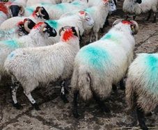 Sheep