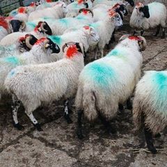 Sheep