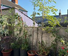Selection of native saplings trees, approx 5/6 years growth