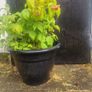raspberries Image 4