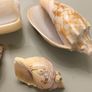 Shells Image 5
