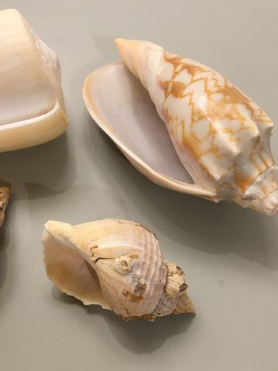 Shells