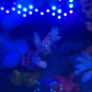 SPS Coral Frags Image 2