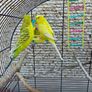 budgies Image 5