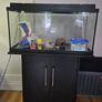 100ltr fish tank and accessories Image 2