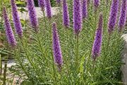 Gayfeather Liatris Purple