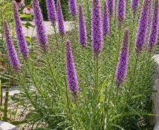 Gayfeather Liatris Purple