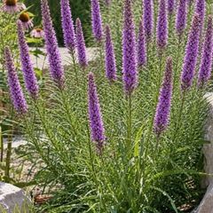Gayfeather Liatris Purple