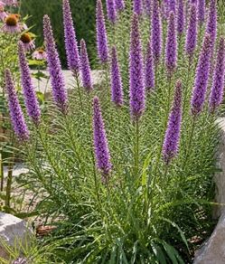 Gayfeather Liatris Purple