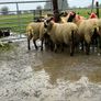 Suffolk ewe lambs Image 2