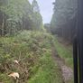 Mulching and tree shearing Image 5